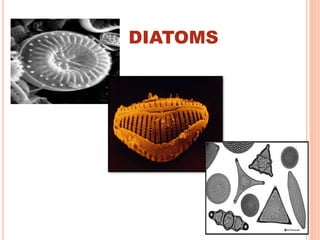 DIATOMS
 