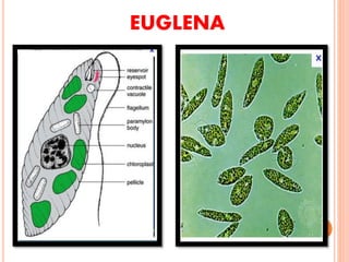 EUGLENA
 