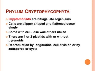 PHYLUM CRYPTOPHYCOPHYTA
 Cryptomonads are biflagellate organisms
 Cells are slipper shaped and flattened occur
singly
 Some with cellulose wall others naked
 There are 1 or 2 plastids with or without
pyrenoids
 Reproduction by longitudinal cell division or by
zoospores or cysts
 