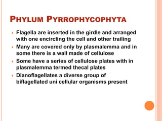 PHYLUM PYRROPHYCOPHYTA
 Flagella are inserted in the girdle and arranged
with one encircling the cell and other trailing
 Many are covered only by plasmalemma and in
some there is a wall made of cellulose
 Some have a series of cellulose plates with in
plasmalemma termed thecal plates
 Dianoflagellates a diverse group of
biflagellated uni cellular organisms present
 
