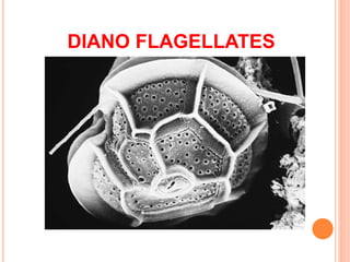 DIANO FLAGELLATES
 