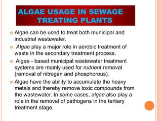  Algae can be used to treat both municipal and
industrial wastewater.
 Algae play a major role in aerobic treatment of
waste in the secondary treatment process.
 Algae - based municipal wastewater treatment
systems are mainly used for nutrient removal
(removal of nitrogen and phosphorous).
 Algae have the ability to accumulate the heavy
metals and thereby remove toxic compounds from
the wastewater. In some cases, algae also play a
role in the removal of pathogens in the tertiary
treatment stage.
ALGAE USAGE IN SEWAGE
TREATING PLANTS
 
