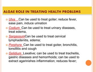 ALGAE ROLE IN TREATING HEALTH PROBLEMS
 Ulva Can be used to treat goiter; reduce fever,
ease pain, induce urination
 Codium Can be used to treat urinary diseases,
treat edema,
 SargassumCan be used to treat cervical
lymphadenitis, edema;
 Porphyra Can be used to treat goiter, bronchitis,
tonsillitis and cough
 Gelidium Laxative; can be used to treat tracheitis,
gastric diseases and hemorrhoids; can be used to
extract agarinishes inflammation; reduces fever;
 