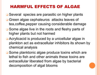 HARMFUL EFFECTS OF ALGAE
 Several species are parasitic on higher plants
 Green algae cephaleuros attacks leaves of
tea,coffee,pepper causing considerable damage
 Some algae live in the roots and fleshy parts of
higher plants but not harmed
 Acrylicacid is produced by a unicellular algae in
plankton act as extracellular inhibitors its shown by
chemical analysis
 Some planktonic algae produce toxins which are
lethal to fish and other animals these toxins are
extracellular liberated from algae by bacterial
decomposition of algal blooms
 