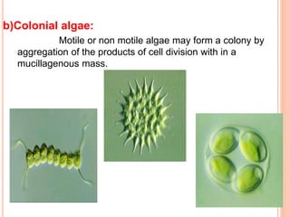 b)Colonial algae:
Motile or non motile algae may form a colony by
aggregation of the products of cell division with in a
mucillagenous mass.
 