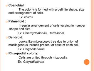  Coenobial :
The colony is formed with a definite shape, size
and arrangement of cells.
Ex: volvox
 Palmelloid :
Irregular arrangement of cells varying in number
,shape and size.
Ex: Chlamydomonas , Tetraspora
 Dendroid:
Looks like microscopic tree due to union of
mucilagenous threads present at base of each cell.
Ex: Chrysodendron
 Rhizopodial colony:
Cells are united through rhizopodia
Ex: Chrysidiastrum
 