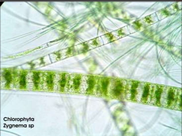 Algae General Characters And Classification
