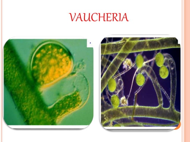 Algae General Characters And Classification