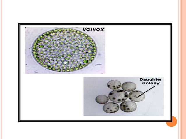 Algae General Characters And Classification