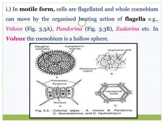 i.) In motile form, cells are flagellated and whole coenobium
can move by the organised beating action of flagella e.g.,
Volvox (Fig. 3.3A), Pandorina (Fig. 3.3B), Eudorina etc. In
Volvox the coenobium is a hollow sphere.
 