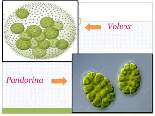 Volvox
Pandorina
 