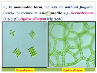 ii.) In non-motile form, the cells are without flagella,
thereby the coenobium is non- motile, e.g., Scenedesmus
(Fig. 3.3C), Hydro- dictyon (Fig. 3.3D).
Scenedesmus Hydro- dictyon
 