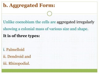 b. Aggregated Form:
Unlike coenobium the cells are aggregated irregularly
showing a colonial mass of various size and shape.
It is of three types:
i. Palmelloid
ii. Dendroid and
iii. Rhizopodial.
 