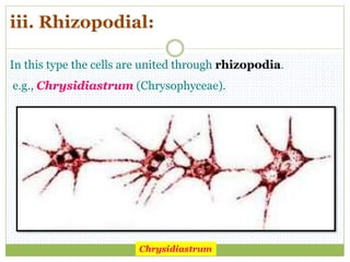 iii. Rhizopodial:
In this type the cells are united through rhizopodia.
e.g., Chrysidiastrum (Chrysophyceae).
Chrysidiastrum
 