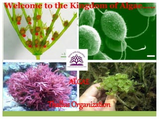 Welcome to the Kingdom of Algae.....
ALGAE
Thallus Organization
 