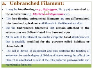 a. Unbranched Filament:
• It may be free-floating (e.g., Spirogyra, Fig. 3.5A) or attached to
the substratum (e.g., Ulothrix, Oedogonium etc.).
• The free-floating unbranched filaments are not differentiated
into basal and apical ends. All the cells in the filament are alike.
• But the Unbranched filaments that remain attached to the
substratum are differentiated into base and apex.
• All the cells of the filament are similar except the basal attachment cell
that is specially modified for the purpose called holdfast or
rhizoidal cell.
• The cell is devoid of chloroplast and only performs the function of
anchorage. So certain degree of division of labour among the cells of the
filament is established as rest of the cells performs photosynthetic and
reproductive functions.
 