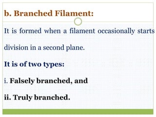 b. Branched Filament:
It is formed when a filament occasionally starts
division in a second plane.
It is of two types:
i. Falsely branched, and
ii. Truly branched.
 