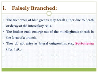 i. Falsely Branched:
• The trichomes of blue greens may break either due to death
or decay of the intercalary cells.
• The broken ends emerge out of the mucilaginous sheath in
the form of a branch.
• They do not arise as lateral outgrowths, e.g., Scytonema
(Fig. 3.5C).
 