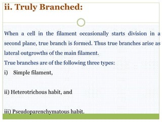 ii. Truly Branched:
When a cell in the filament occasionally starts division in a
second plane, true branch is formed. Thus true branches arise as
lateral outgrowths of the main filament.
True branches are of the following three types:
i) Simple filament,
ii) Heterotrichous habit, and
iii) Pseudoparenchymatous habit.
 