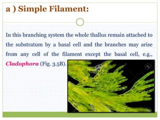 a ) Simple Filament:
In this branching system the whole thallus remain attached to
the substratum by a basal cell and the branches may arise
from any cell of the filament except the basal cell, e.g.,
Cladophora (Fig. 3.5B).
 