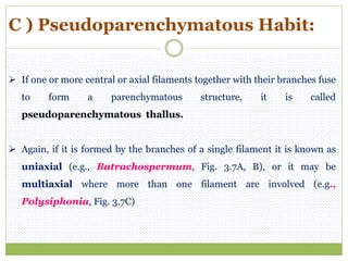 C ) Pseudoparenchymatous Habit:
 If one or more central or axial filaments together with their branches fuse
to form a parenchymatous structure, it is called
pseudoparenchymatous thallus.
 Again, if it is formed by the branches of a single filament it is known as
uniaxial (e.g., Batrachospermum, Fig. 3.7A, B), or it may be
multiaxial where more than one filament are involved (e.g.,
Polysiphonia, Fig. 3.7C)
 