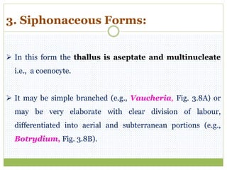 3. Siphonaceous Forms:
 In this form the thallus is aseptate and multinucleate
i.e., a coenocyte.
 It may be simple branched (e.g., Vaucheria, Fig. 3.8A) or
may be very elaborate with clear division of labour,
differentiated into aerial and subterranean portions (e.g.,
Botrydium, Fig. 3.8B).
 