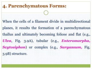 4. Parenchymatous Forms:
When the cells of a filament divide in multidirectional
planes, it results the formation of a parenchymatous
thallus and ultimately becoming foliose and flat (e.g.,
Ulva, Fig. 3.9A), tubular (e.g., Enteromorpha,
Scytosiphon) or complex (e.g., Sargassum, Fig.
3.9B) structure.
 