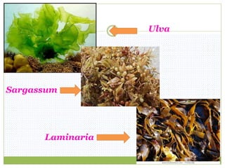 Ulva
Sargassum
Laminaria
 