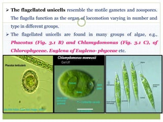 The flagellated unicells resemble the motile gametes and zoospores.
The flagella function as the organ of locomotion varying in number and
type in different groups.
 The flagellated unicells are found in many groups of algae, e.g.,
Phacotus (Fig. 3.1 B) and Chlamydomonas (Fig. 3.1 C), of
Chlorophyceae. Euglena of Eugleno- phyceae etc.
 
