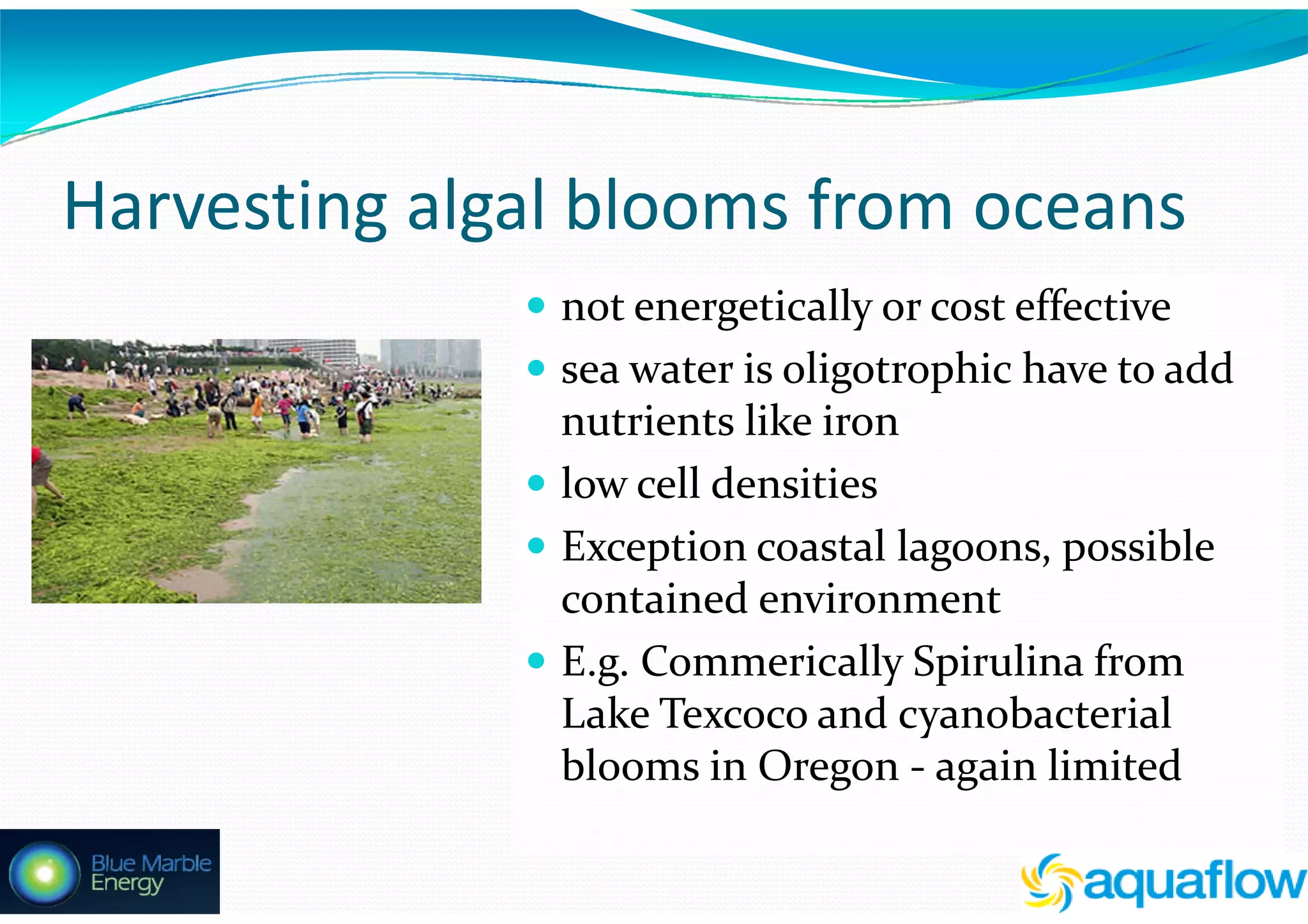 Algae – The Energy Solution2