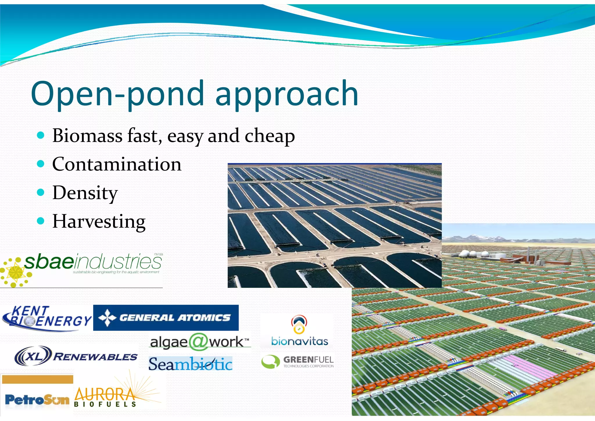 Algae – The Energy Solution2