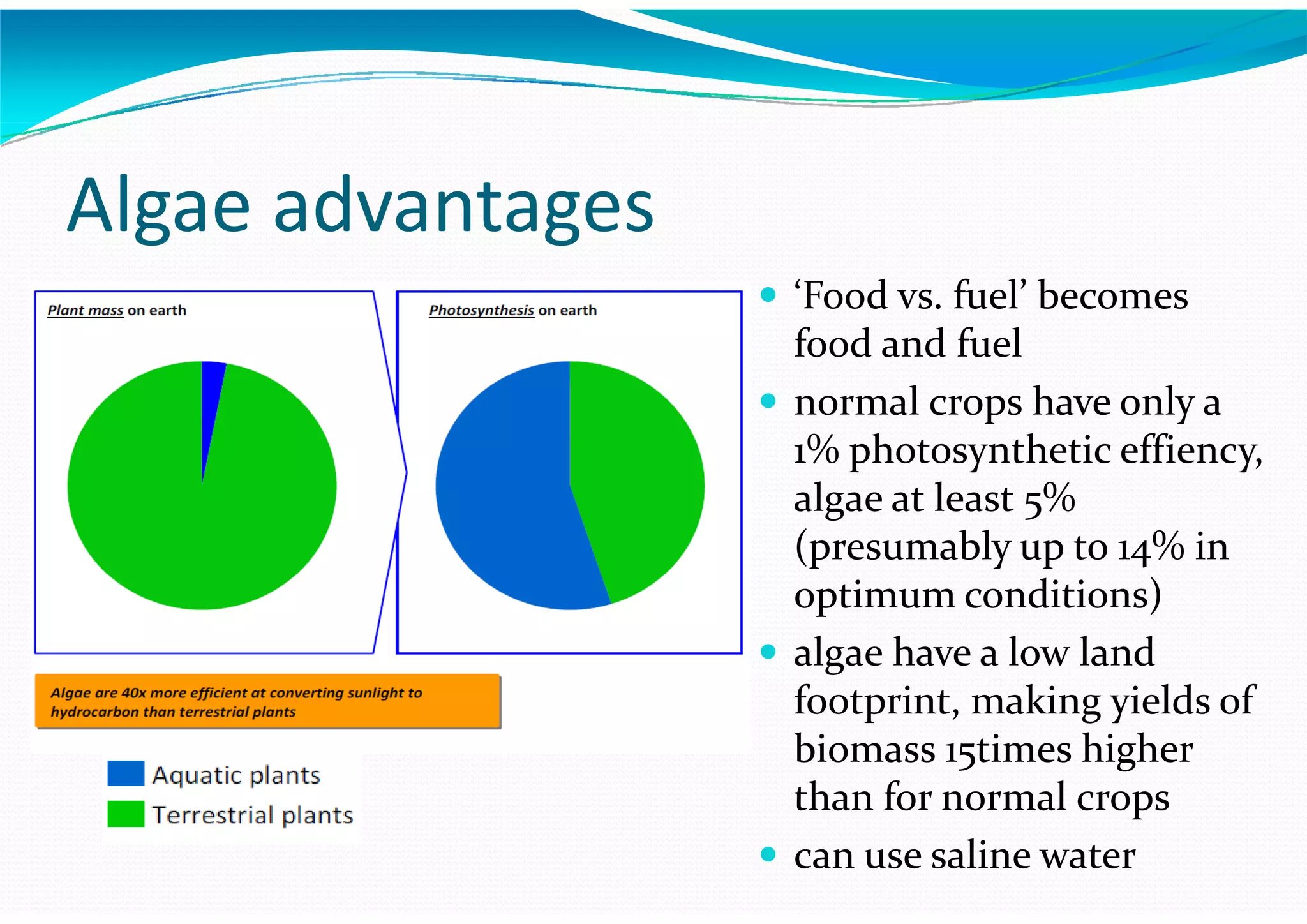 Algae – The Energy Solution2