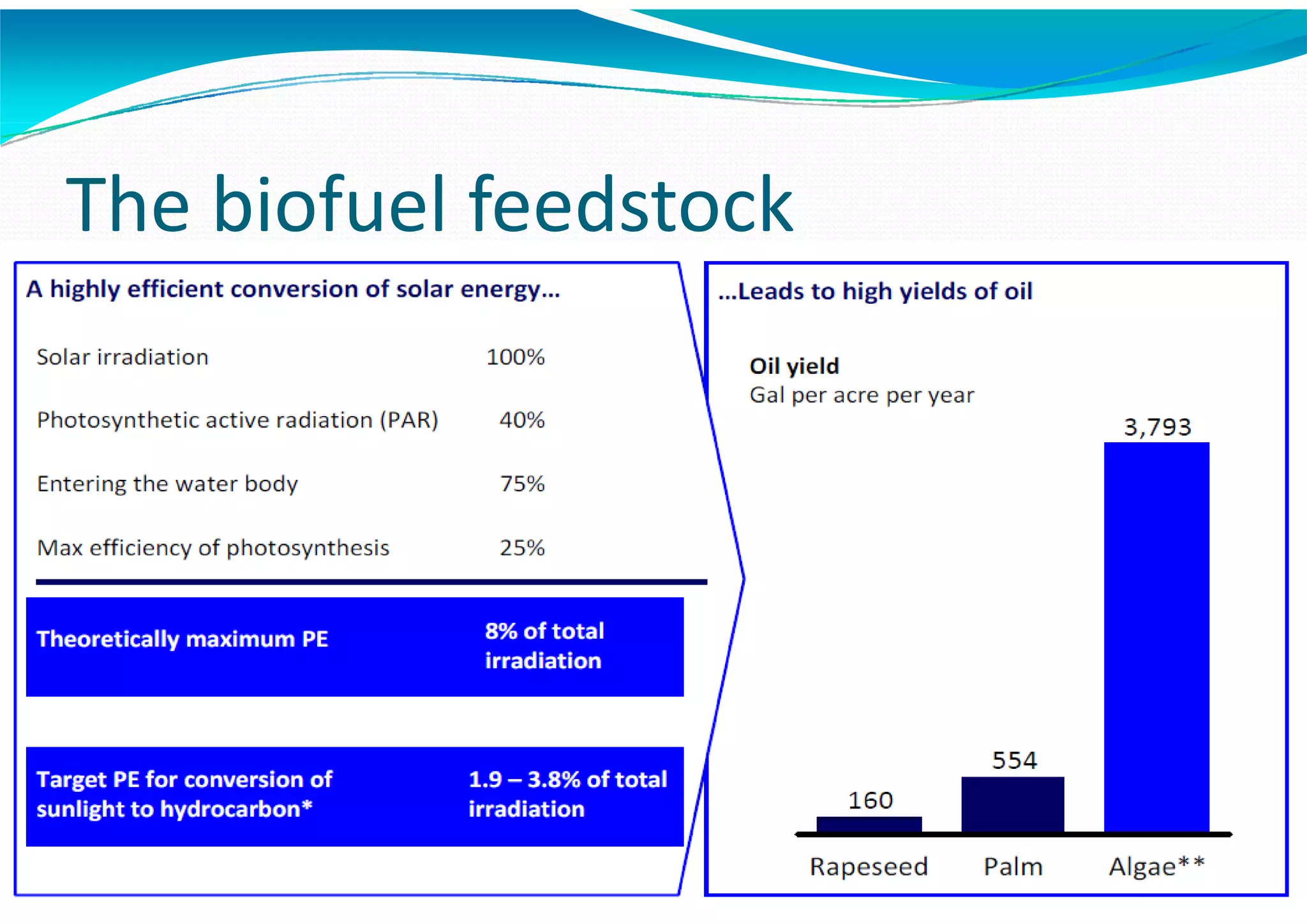 Algae – The Energy Solution2