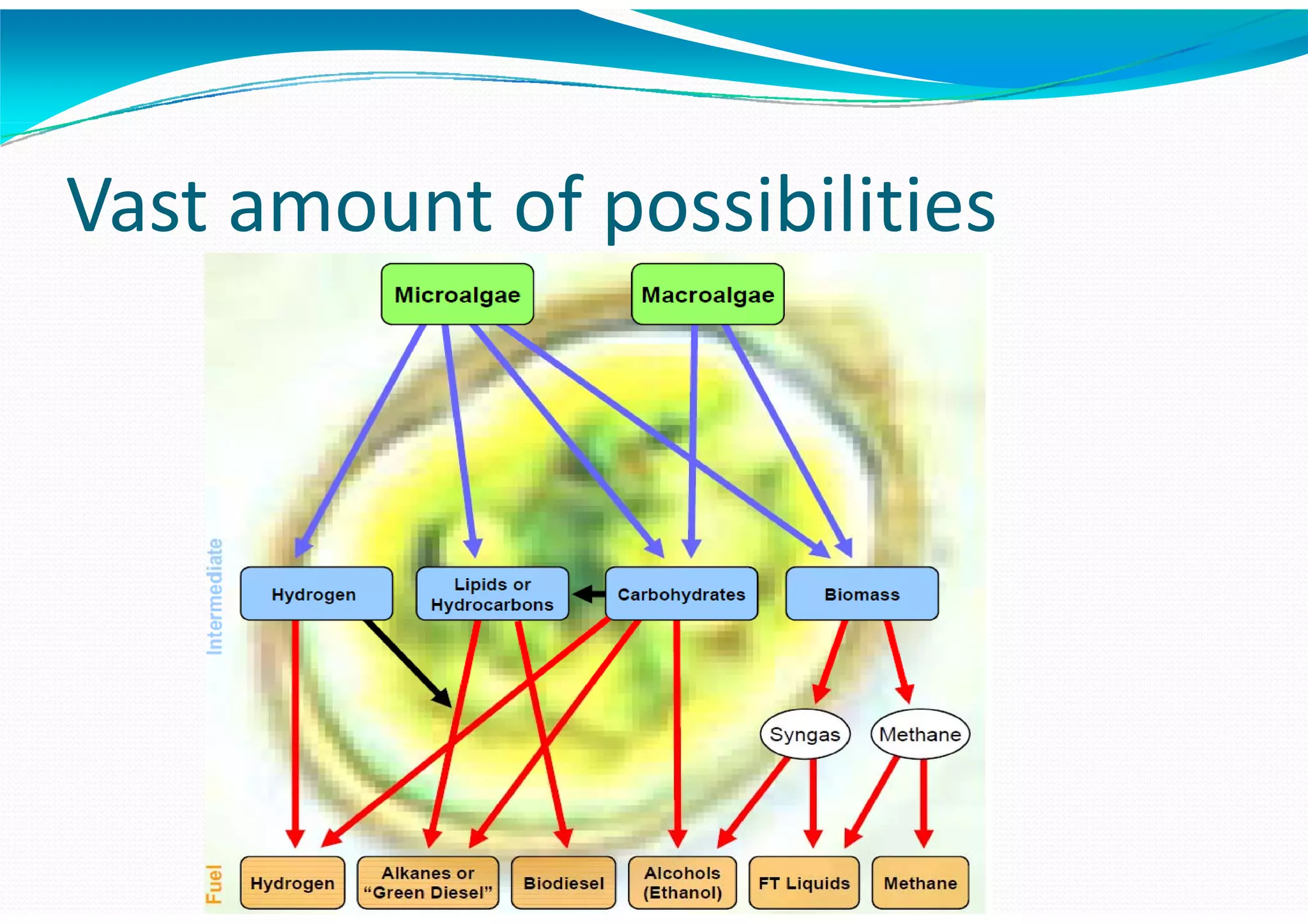 Algae – The Energy Solution2