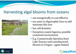Algae – The Energy Solution2