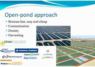 Algae – The Energy Solution2