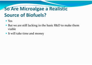 Algae – The Energy Solution2