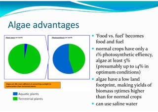 Algae – The Energy Solution2