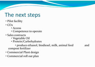 Algae – The Energy Solution2