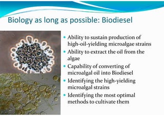 Algae – The Energy Solution2