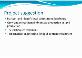 Algae – The Energy Solution2