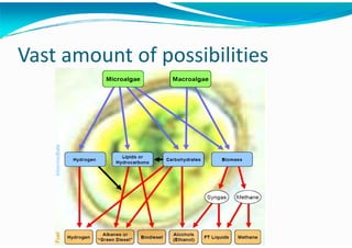 Algae – The Energy Solution2