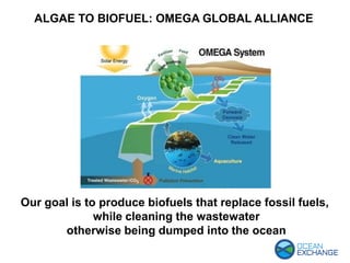 Our goal is to produce biofuels that replace fossil fuels,
while cleaning the wastewater
otherwise being dumped into the ocean
ALGAE TO BIOFUEL: OMEGA GLOBAL ALLIANCE
 