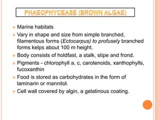  Marine habitats
 Vary in shape and size from simple branched,
filamentous forms (Ectocarpus) to profusely branched
forms kelps about 100 m height.
 Body consists of holdfast, a stalk, stipe and frond.
 Pigments - chlorophyll a, c, carotenoids, xanthophylls,
fucoxanthin
 Food is stored as carbohydrates in the form of
laminarin or mannitol.
 Cell wall covered by algin, a gelatinous coating.
 