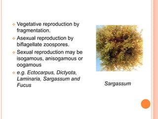  Vegetative reproduction by
fragmentation.
 Asexual reproduction by
biflagellate zoospores.
 Sexual reproduction may be
isogamous, anisogamous or
oogamous
 e.g. Ectocarpus, Dictyota,
Laminaria, Sargassum and
Fucus Sargassum
 