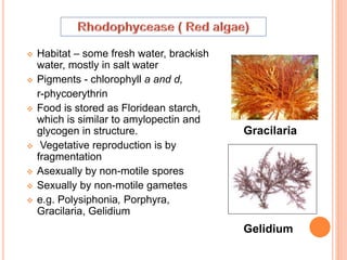  Habitat – some fresh water, brackish
water, mostly in salt water
 Pigments - chlorophyll a and d,
r-phycoerythrin
 Food is stored as Floridean starch,
which is similar to amylopectin and
glycogen in structure.
 Vegetative reproduction is by
fragmentation
 Asexually by non-motile spores
 Sexually by non-motile gametes
 e.g. Polysiphonia, Porphyra,
Gracilaria, Gelidium
Gracilaria
Gelidium
 