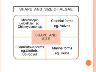Microscopic
unicellular eg.
Chlamydomonas
Colonial forms
eg. Volvox
Filamentous forms
eg.Ulothrix,
Spirogyra
Marine forms
eg. Kelps
 