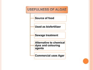 Source of food
Used as biofertilizer
Sewage treatment
Alternative to chemical
dyes and colouring
agents
Commercial uses Agar
 
