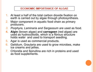 1. At least a half of the total carbon dioxide fixation on
earth is carried out by algae through photosynthesis.
2. Major component in aquatic food chain as primary
producers.
3. Porphyra, Laminaria and Sargassum are used as food.
4. Algin (brown algae) and carrageen (red algae) are
used as hydrocolloids, which is a fibrous structure
holds water and used to transport seedling.
5. Agar is used as commercial products.
6. Gelidium, Graularia are used to grow microbes, make
ice creams and jellies.
7. Chlorella and Spirullina are rich in proteins and used
as food supplements.
 