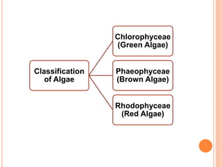 Classification
of Algae
Chlorophyceae
(Green Algae)
Phaeophyceae
(Brown Algae)
Rhodophyceae
(Red Algae)
 